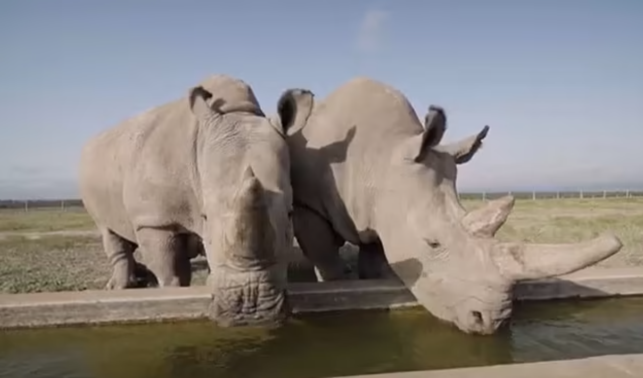 目前全球僅餘的北方白犀牛,為一對母女Najin及Fatu,在肯尼亞一處保育地受全天候保護。(互聯網)