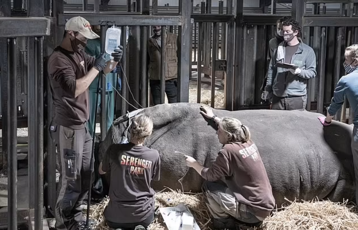 團隊成功把一個胚胎,植入一隻南方白犀牛代母體內,並生長了70日,可惜代母因不相關的細菌感染而死。(互聯網)