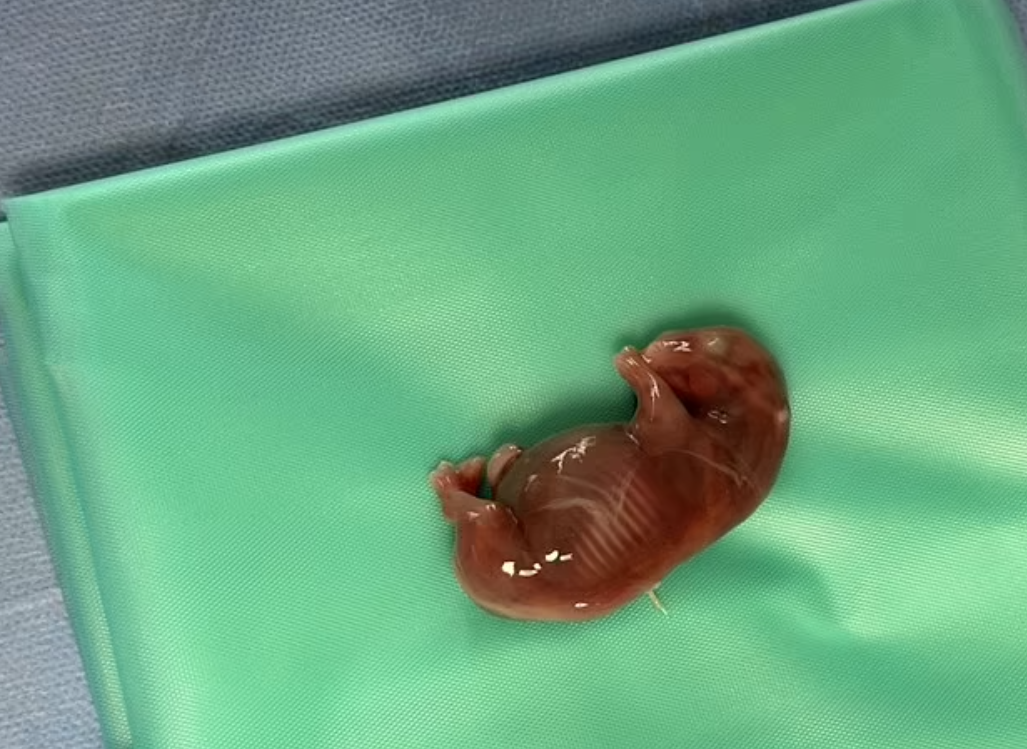 該個南方白犀牛胚胎植入代母體內後,生長了70天。(互聯網)