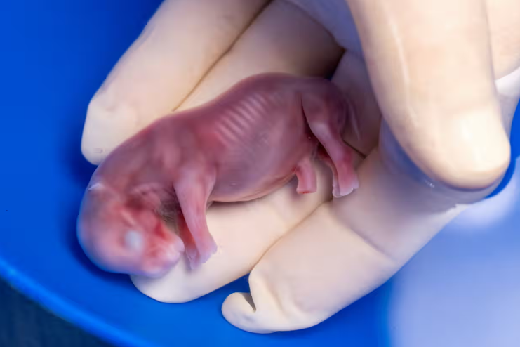 該個南方白犀牛胚胎植入代母體內後,生長了70天。(互聯網)