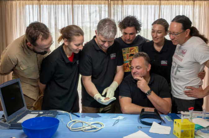 該個南方白犀牛胚胎植入代母體內後,生長了70天。(互聯網)