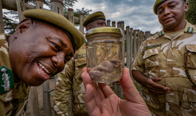 該個南方白犀牛胚胎植入代母體內後,生長了70天。(互聯網)