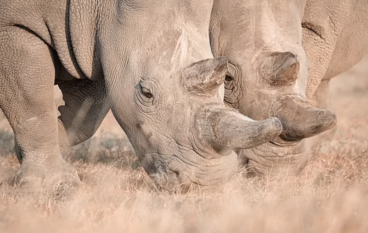 僅存的北方白犀牛母女Najin及Fatu,因年齡及健康問題無法生育。(互聯網)