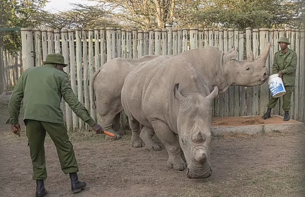 僅存的北方白犀牛母女Najin及Fatu,因年齡及健康問題無法生育。(互聯網)