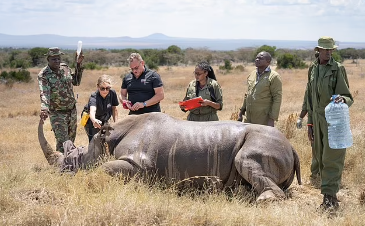 僅存的北方白犀牛母女Najin及Fatu,因年齡及健康問題無法生育。(互聯網)