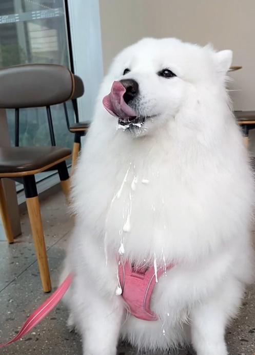 吃得忌廉流個滿襟,滿足又快樂。(微博)