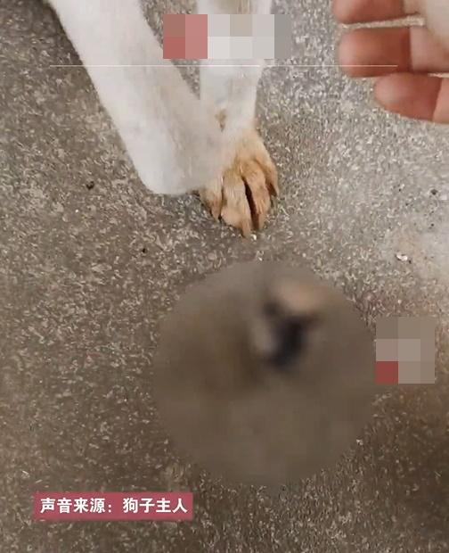 狗狗竟然將牠的手掌找回並叼著回來,不時舔著斷掌。(微博)