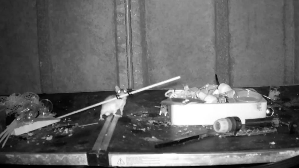 老鼠搬移竹支。(X)