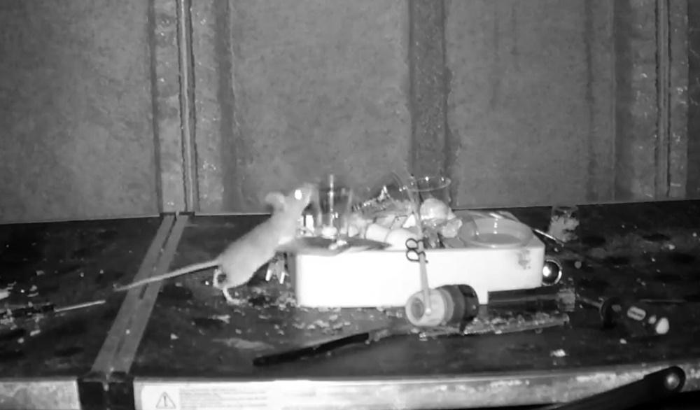 老鼠搬移膠杯。(X)