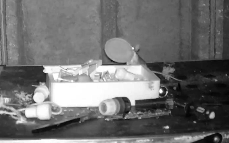 老鼠搬移蓋子。(X)