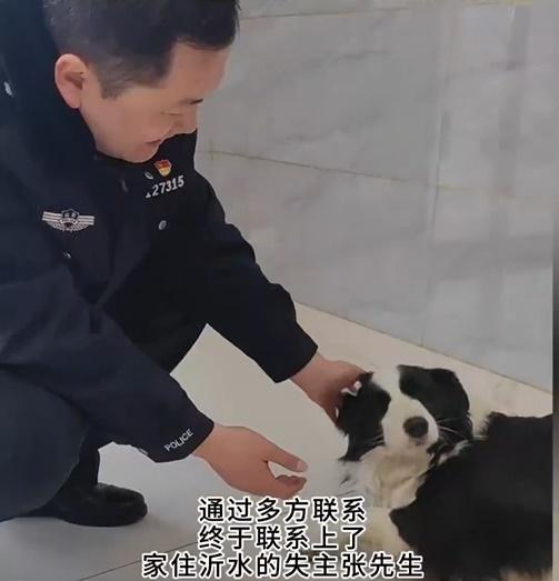 在警察悉心照料下,3隻狗母子都平安健康。(微博)