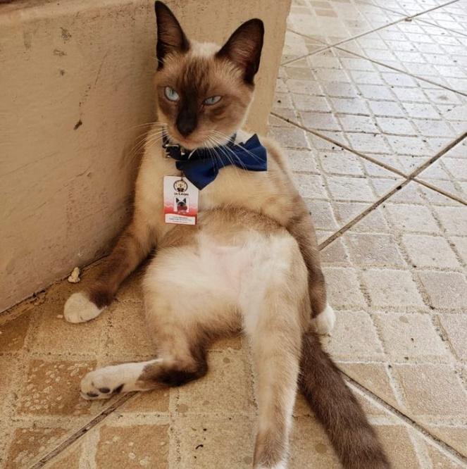 有客人來的時候都很安靜趴在一邊休息或是聽人講話。(X)