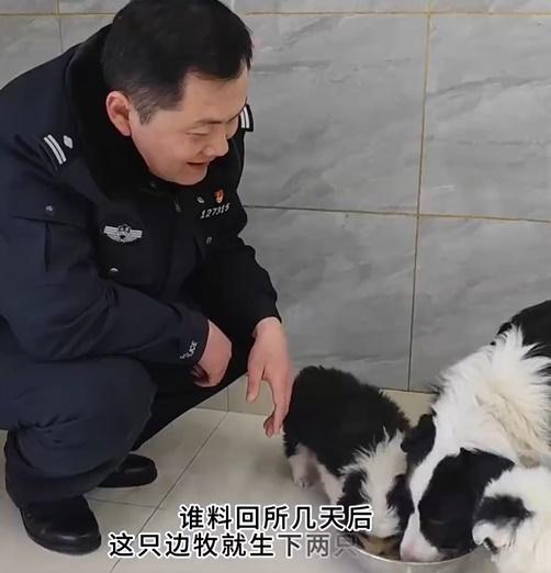 在警察悉心照料下,3隻狗母子都平安健康。(微博)