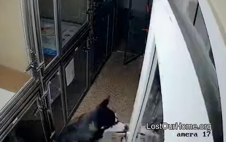 雪撬犬逃離狗舍,在辦公室裡翻箱倒籠。(FB)