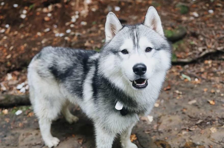 4歲雪撬犬Kobe。(IG)