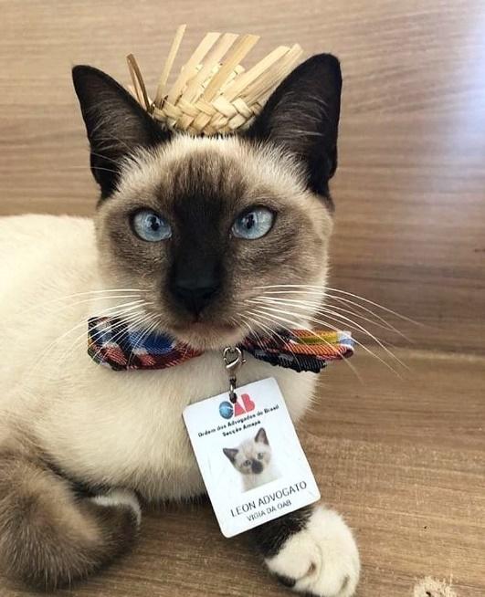 牠被取名為Leon,更給予牠「律師」頭銜,並給牠掛上職員證免生誤會。(X)