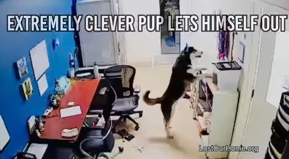 雪撬犬逃離狗舍,在辦公室裡翻箱倒籠。(FB)