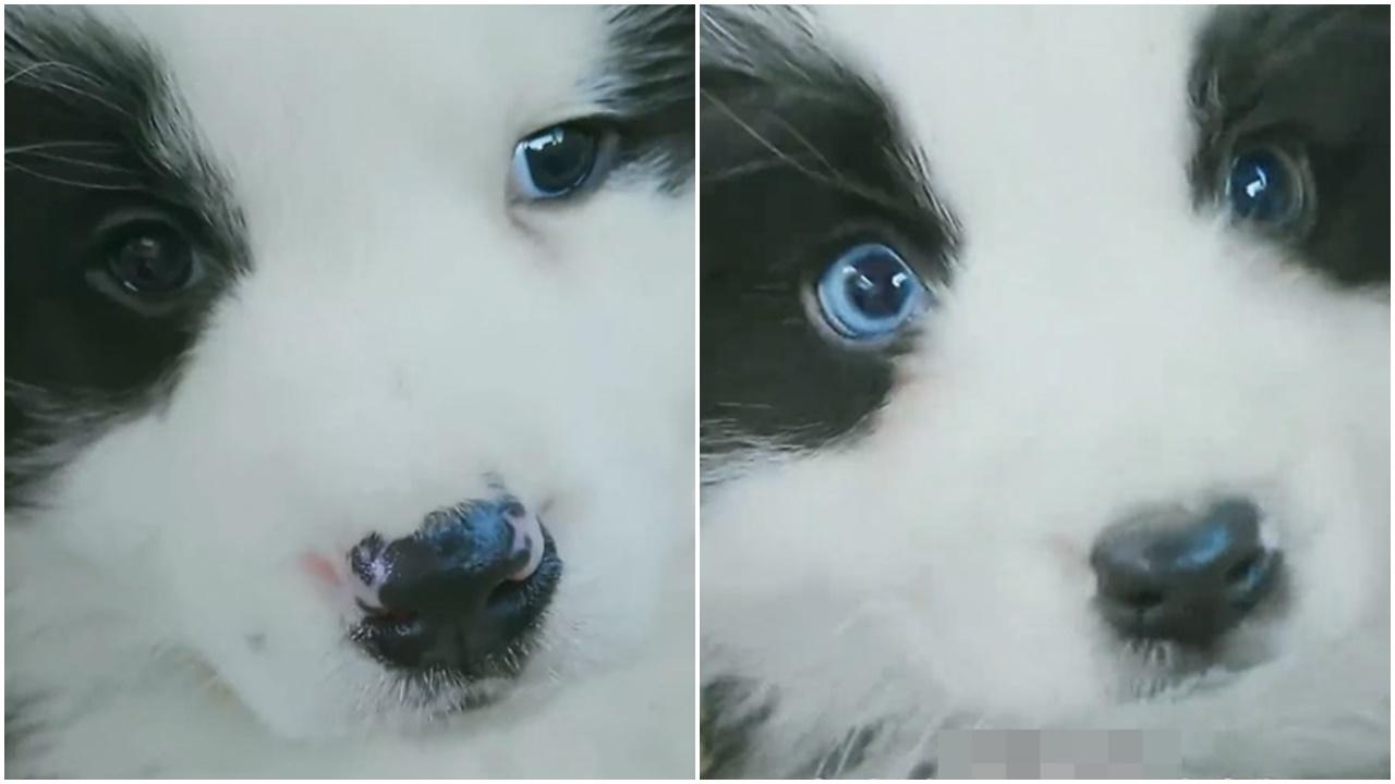 原來這隻邊牧被收留在派出所幾日後,竟然誕下了兩隻小邊牧。(微博)