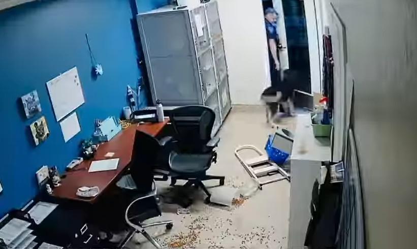 警員一開門就看見這隻雪撬犬擺著尾巴來歡迎他。(FB)