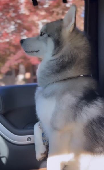 大家都大讚Kobe是今次事件的功臣,非常感謝牠拯救了整個社區。(IG)