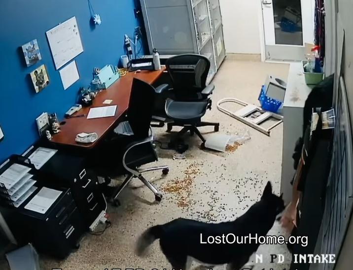 警員先把狗狗帶返犬舍,之後主動打掃清理。(FB)