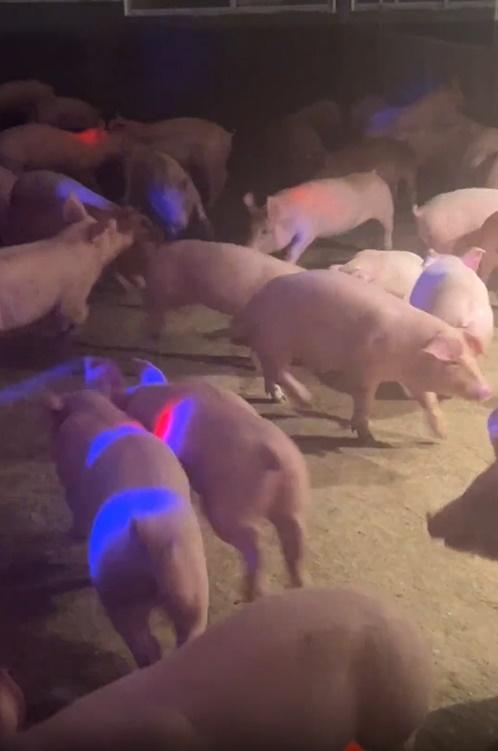 飼主指,快歌被認為能夠提高豬隻的活動量,促進其體內新陳代謝。