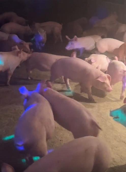 飼主竟然給他養的豬聽Disco歌,甚至在場內裝設霓虹燈。