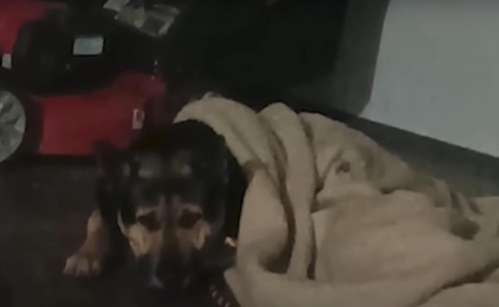 義工:狗狗剛失去主人,暫未有被領養準備。(YouTube)