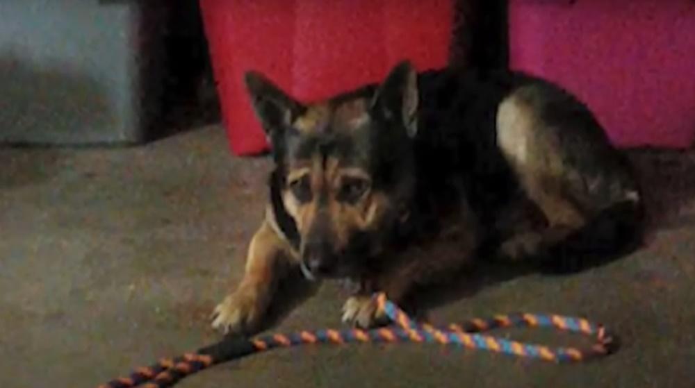 狗狗由動物義工Nicole Hartman協助安置。(YouTube)