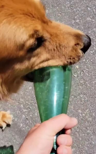 Finn每當出街散步時,都會執起被遺棄在路旁的空膠樽、鋁罐及飲品紙包盒。(IG)