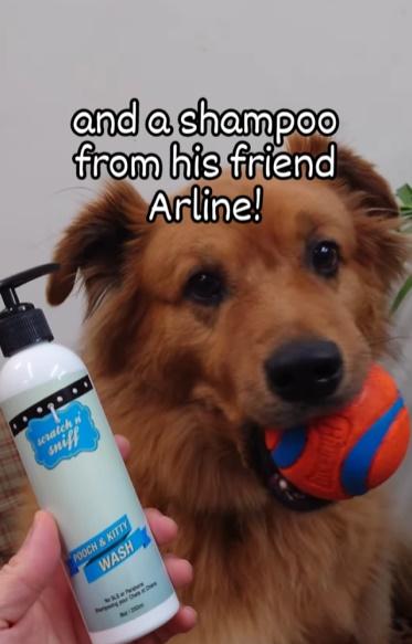 主人會替牠儲起或為牠買食物、日用品或玩具。(IG)