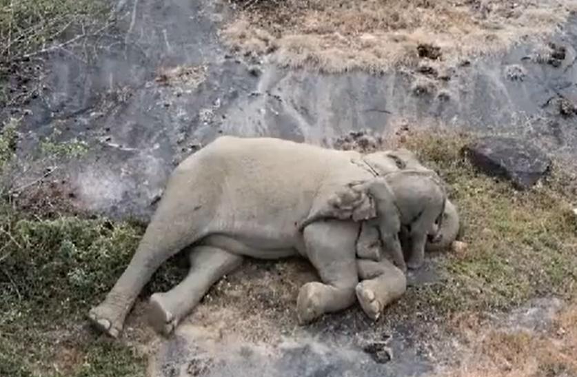 小象鑽進媽媽懷中,不斷抬頭嗅聞磨蹭媽媽,十分嬌嗲親暱。(X)