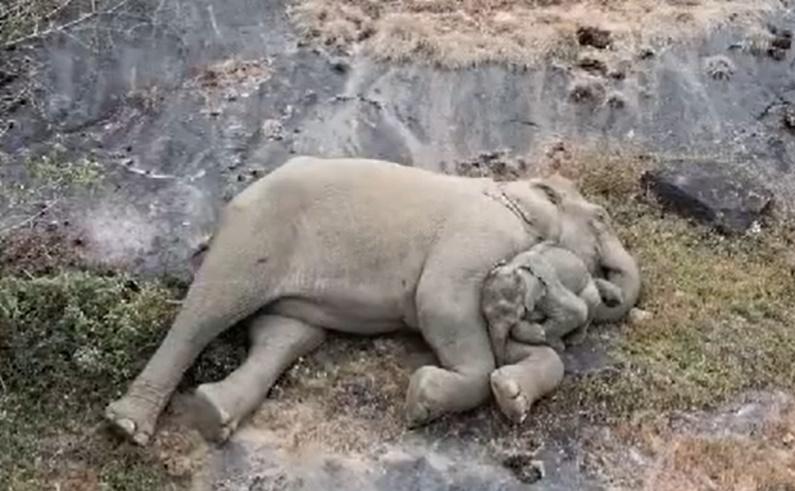 小象鑽進媽媽懷中,不斷抬頭嗅聞磨蹭媽媽,十分嬌嗲親暱。(X)