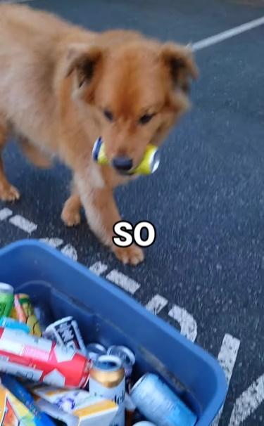 Finn每當出街散步時,都會執起被遺棄在路旁的空膠樽、鋁罐及飲品紙包盒。(IG)