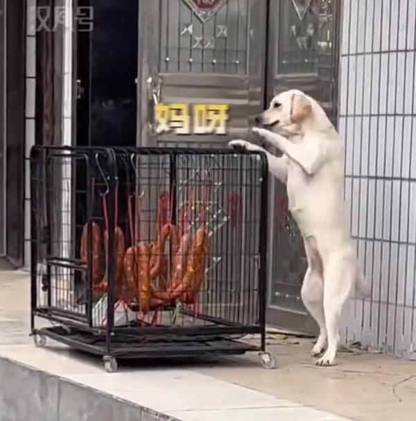 狗狗只能在籠邊瘋狂徘徊、咬籠,心急如焚。(微博)