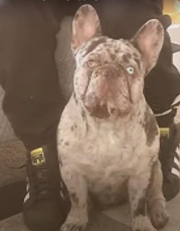 Onyx是一隻黑白相間的法國鬥牛犬,2隻眼睛瞳孔的顏色不同。(YouTube)