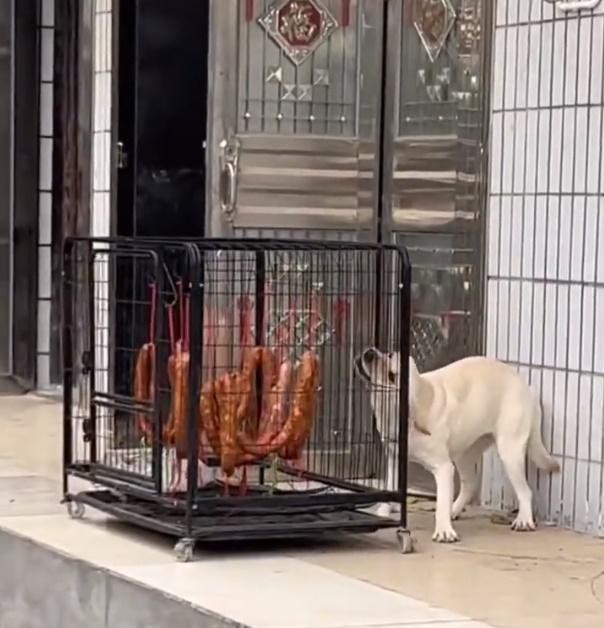 狗狗只能在籠邊瘋狂徘徊、咬籠,心急如焚。(微博)