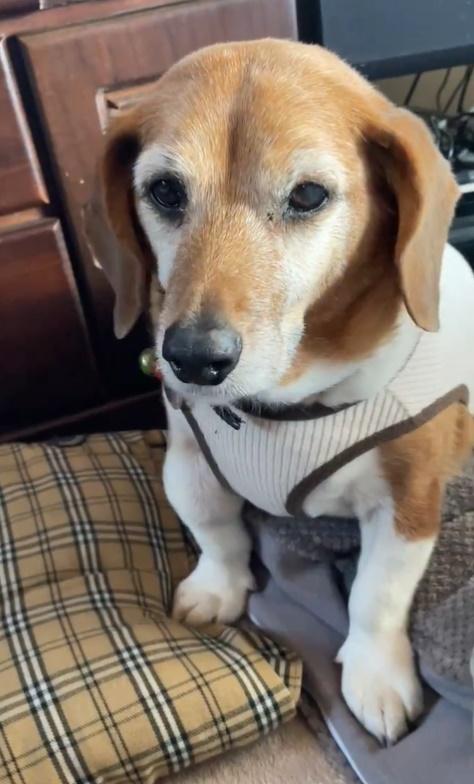 網民:創傷不僅影響人類。(X)