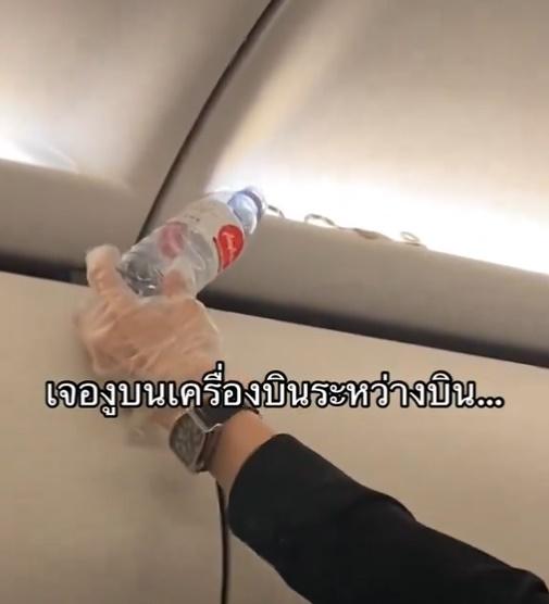 但小蛇並無上當。(X)