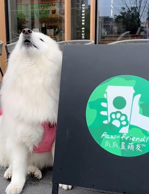 肉包在店外大叫一聲,可見既興奮又期待。(微博)