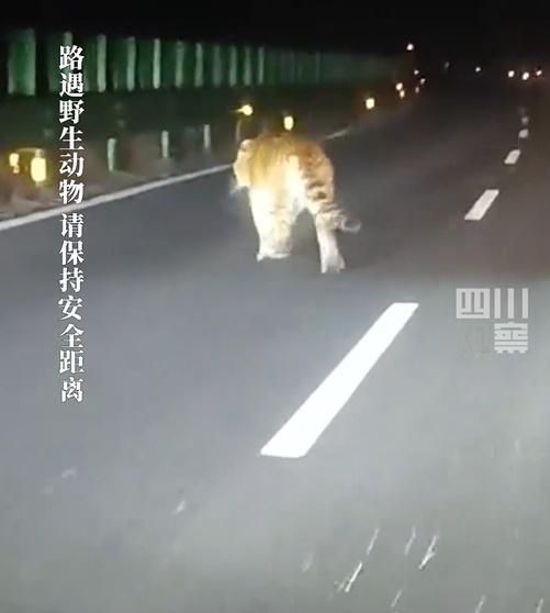 司機本來以為是一隻牛,隨後發現牠身上有著清晰的斑紋,其實是一隻大老虎。(微博)