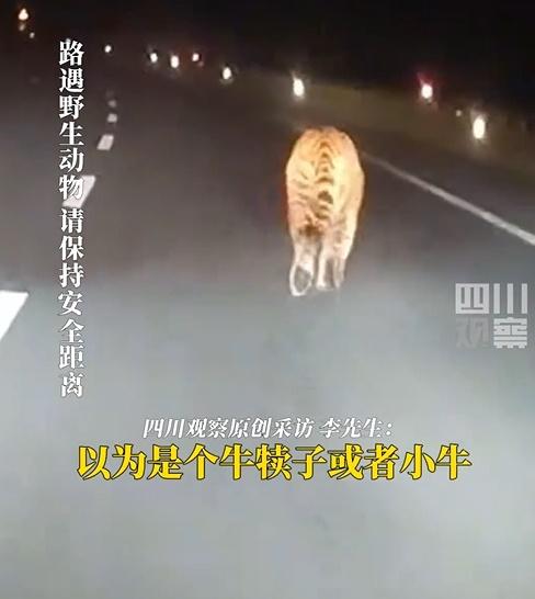 汽車與老虎再走了一段路。(微博)