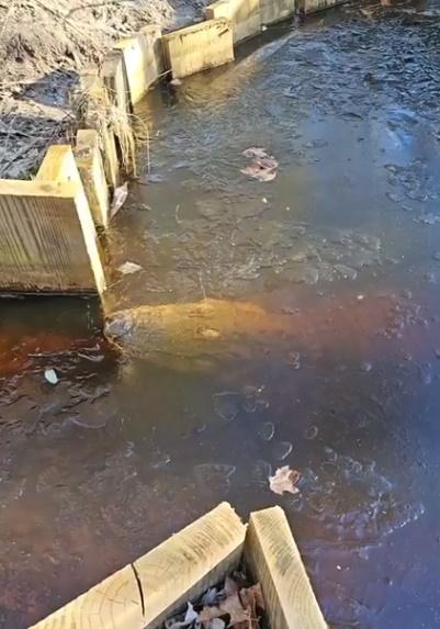 網民:看上去鱷魚應該被凍死了。(FB)