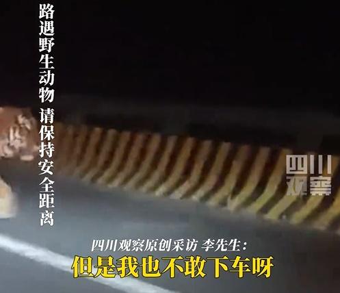 老虎慢慢走到路旁停下,似在讓路。(微博)
