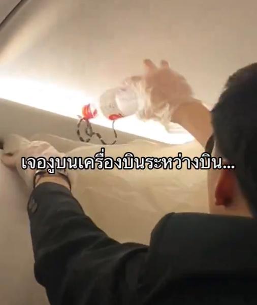 空少轉過頭再拿來塑膠袋,並以膠樽作棍,三扒兩撥就將小蛇撥入袋裡。(X)