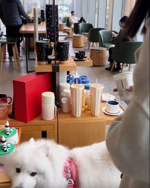 肉包懷疑心繫Puppuccino,未有留意環境,來了個大轉身,不慎撞向商品展示架。(微博)