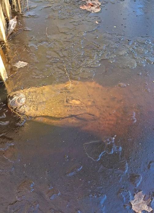 Gary解釋,由於鱷魚屬於冷血動物無法調節體溫,遇到嚴寒狀態時,會自動進入類似冬眠的「低代謝狀態」(brumation)。(FB)