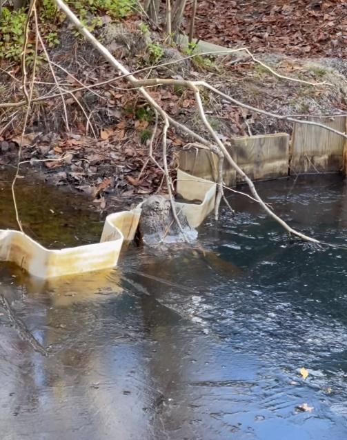 Gary解釋,由於鱷魚屬於冷血動物無法調節體溫,遇到嚴寒狀態時,會自動進入類似冬眠的「低代謝狀態」(brumation)。(FB)