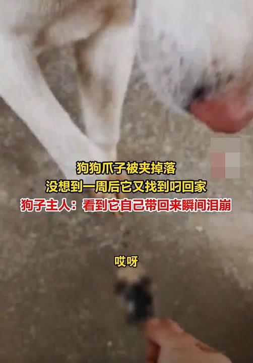 網民:似乎想讓主人把自己的腳接回去。(微博)