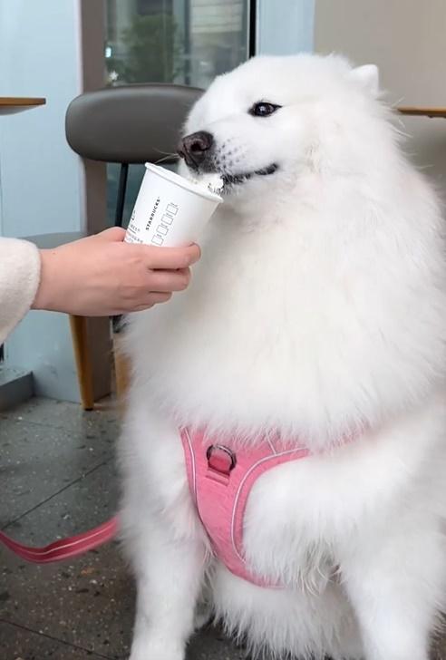 肉包終於可以安心狂舔Puppuccino。(微博)